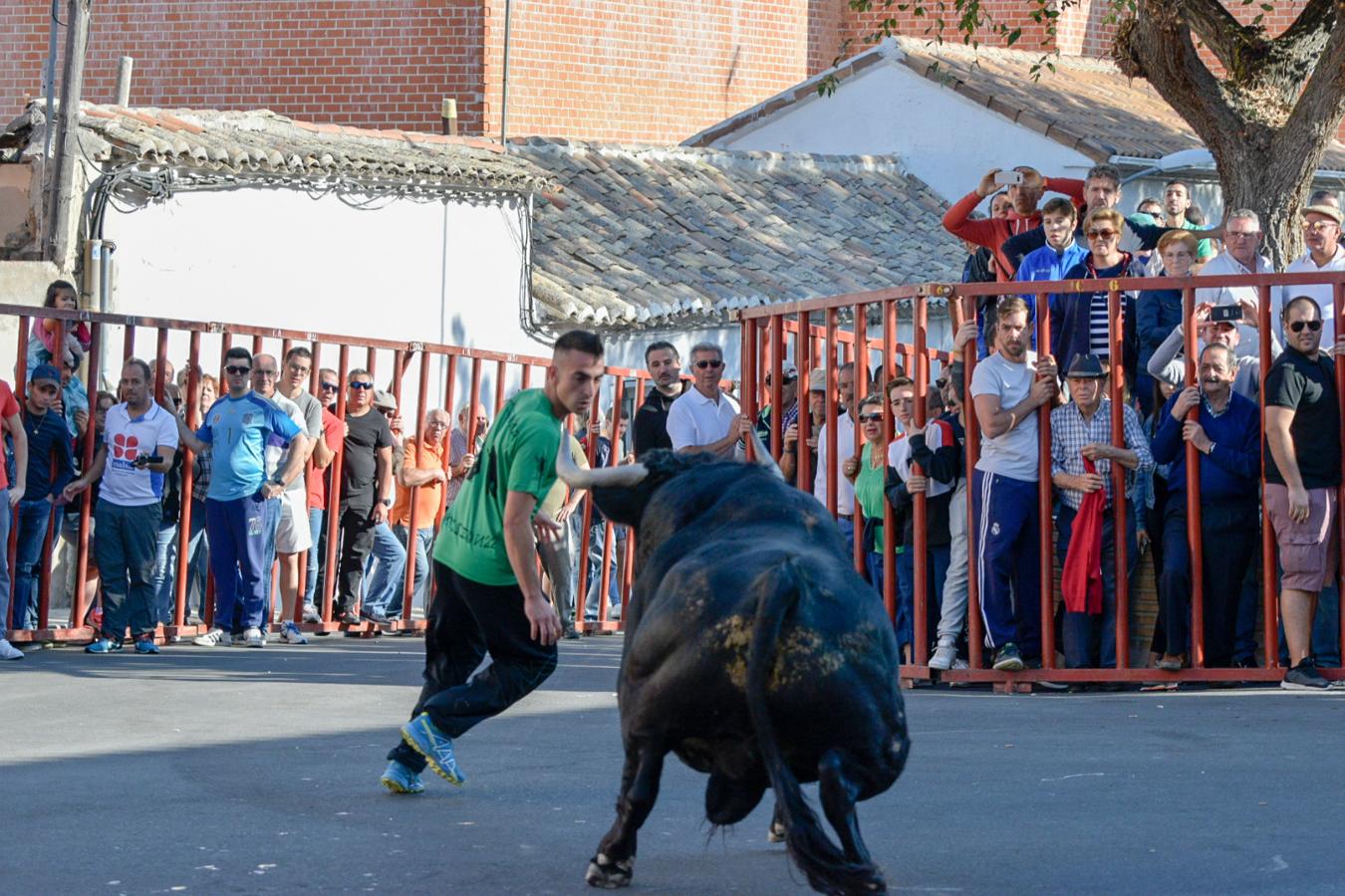 Los populares encierros de Olías del Rey, en imágenes