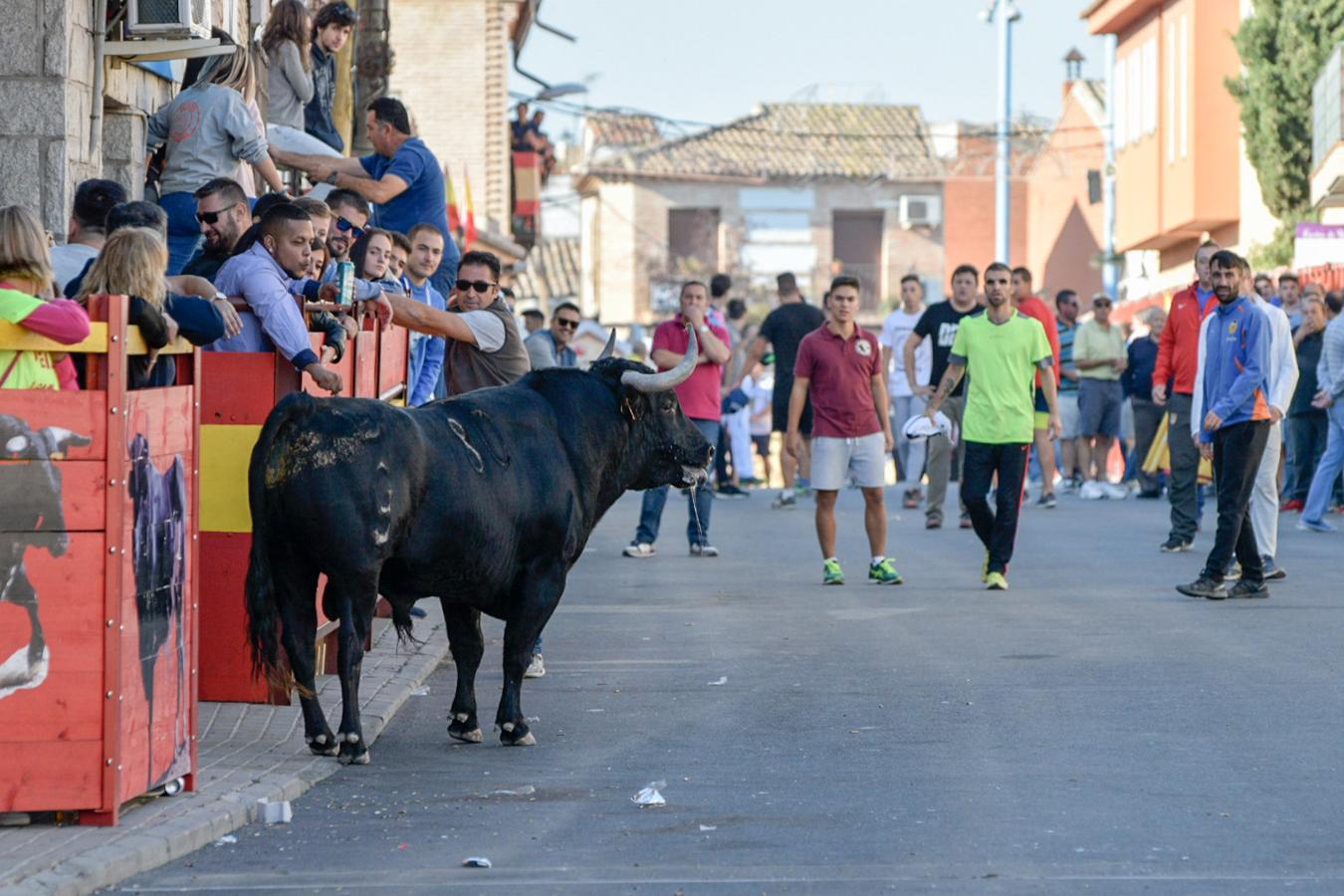 Los populares encierros de Olías del Rey, en imágenes