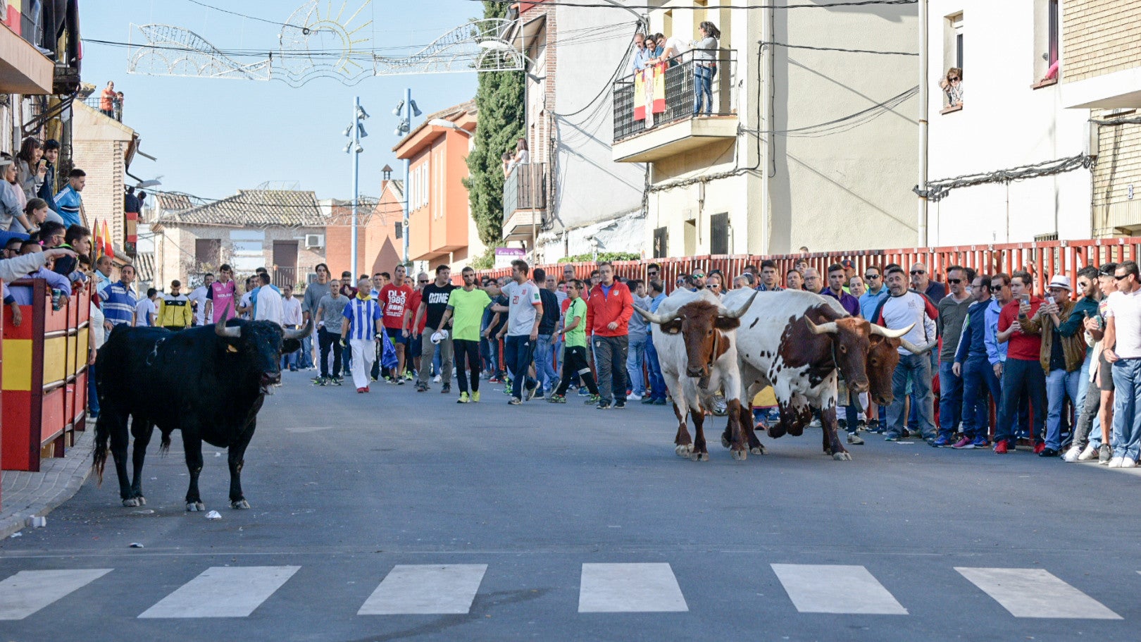 Los populares encierros de Olías del Rey, en imágenes