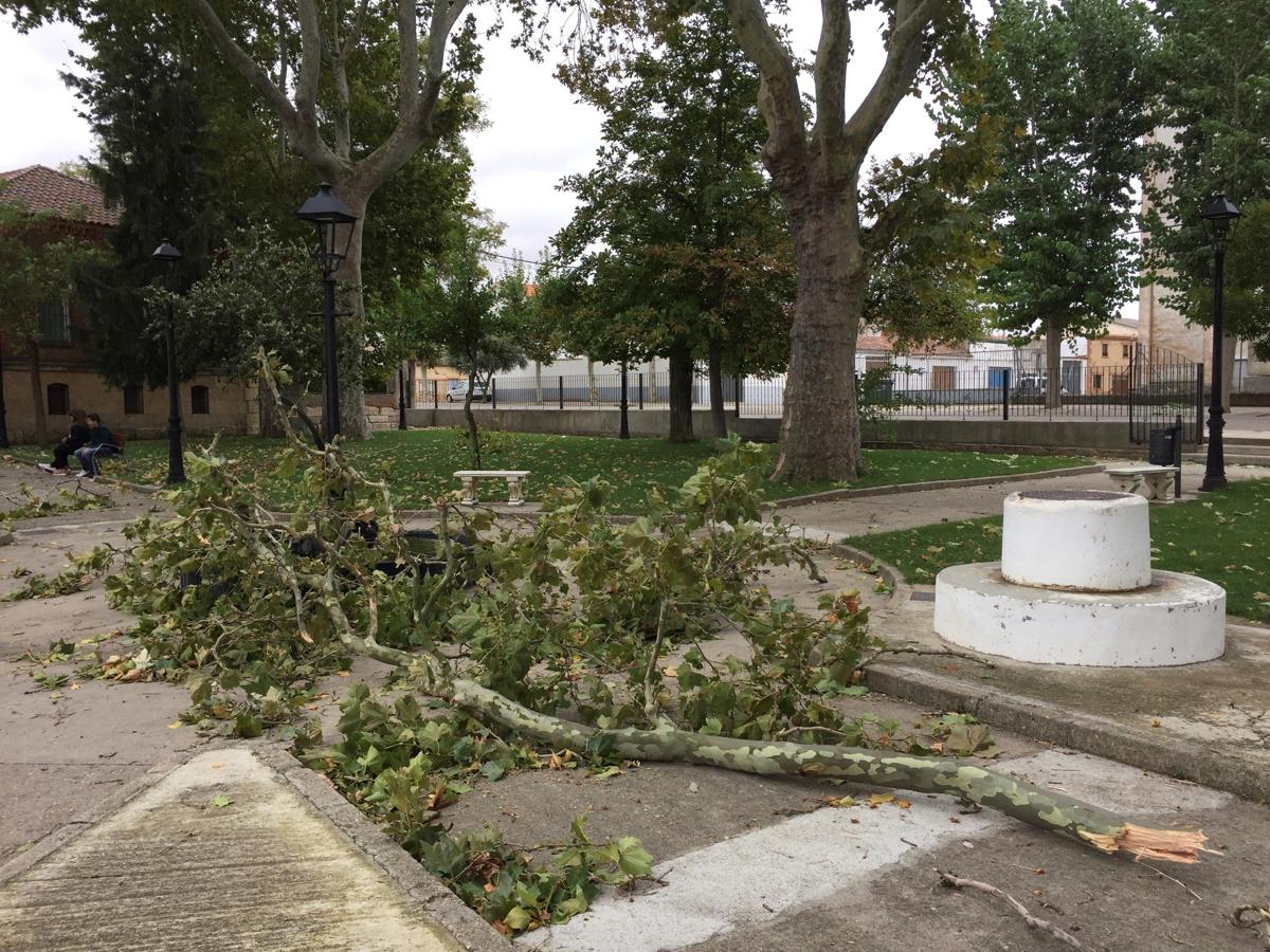 Árboles caídos en Fuentesauco (Zamora) debido al vendaval provocado por el ciclón tropical Leslie. 