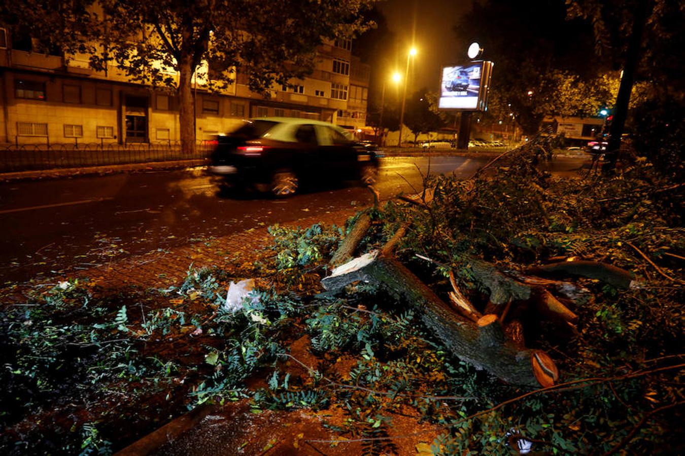 Rotura de ramas en Lisboa. 