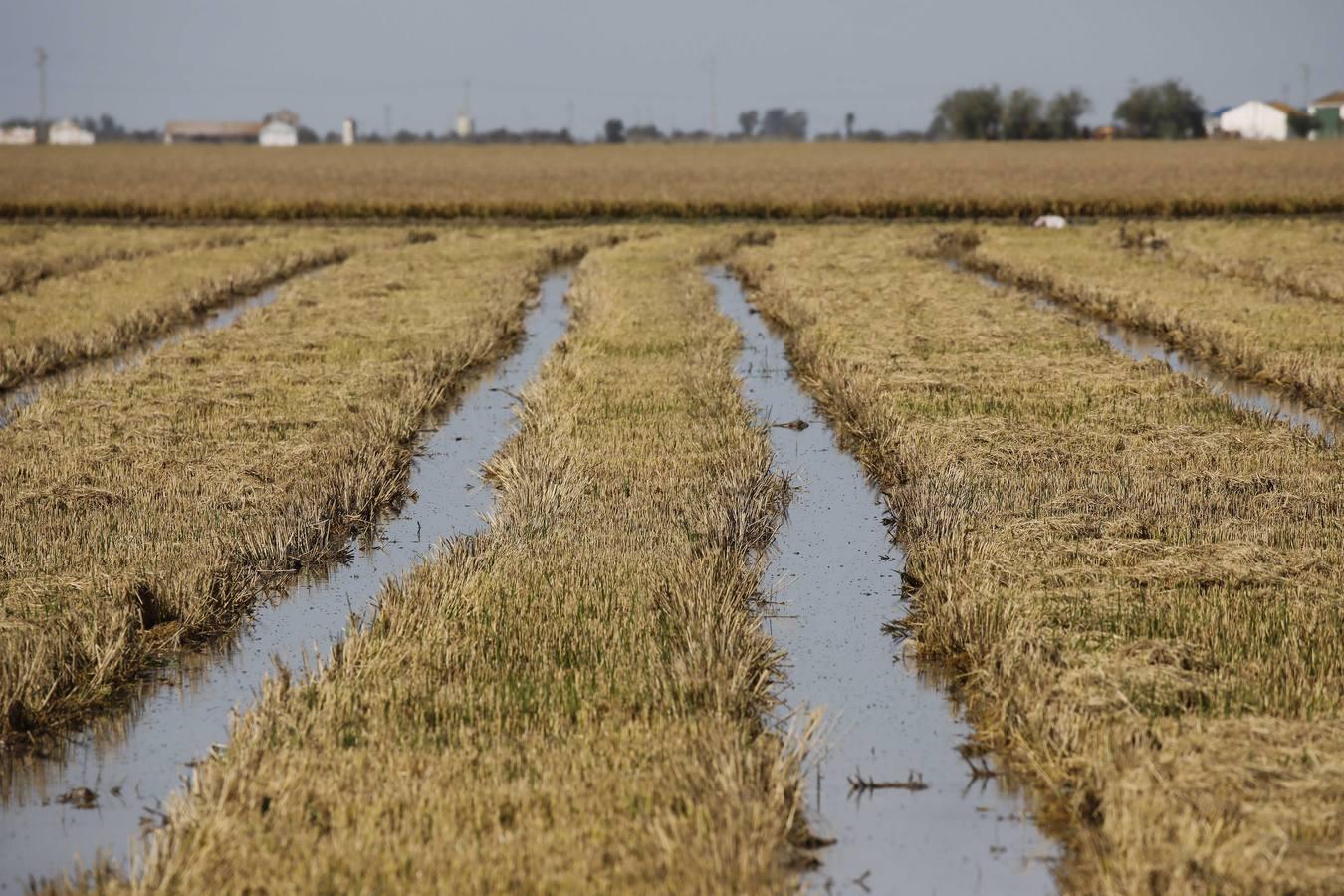 Comienza la siega en los arrozales sevillanos