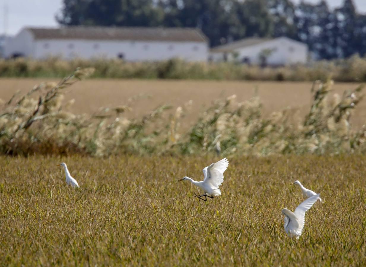 Comienza la siega en los arrozales sevillanos