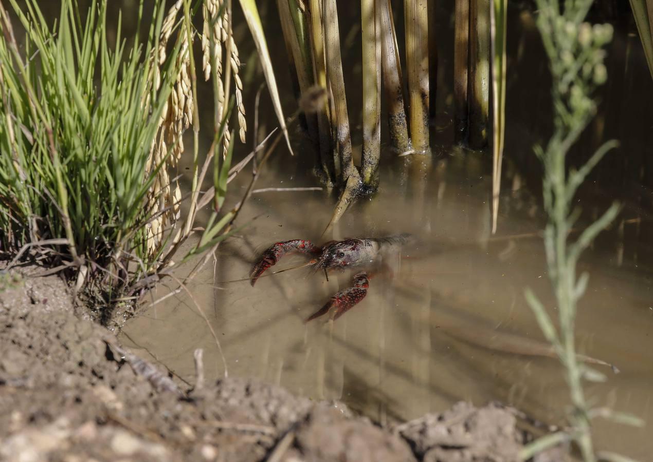 Comienza la siega en los arrozales sevillanos