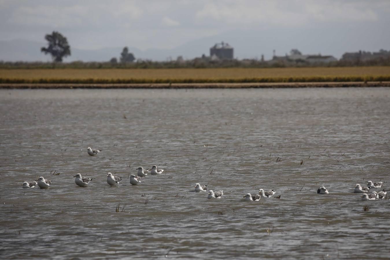 Comienza la siega en los arrozales sevillanos