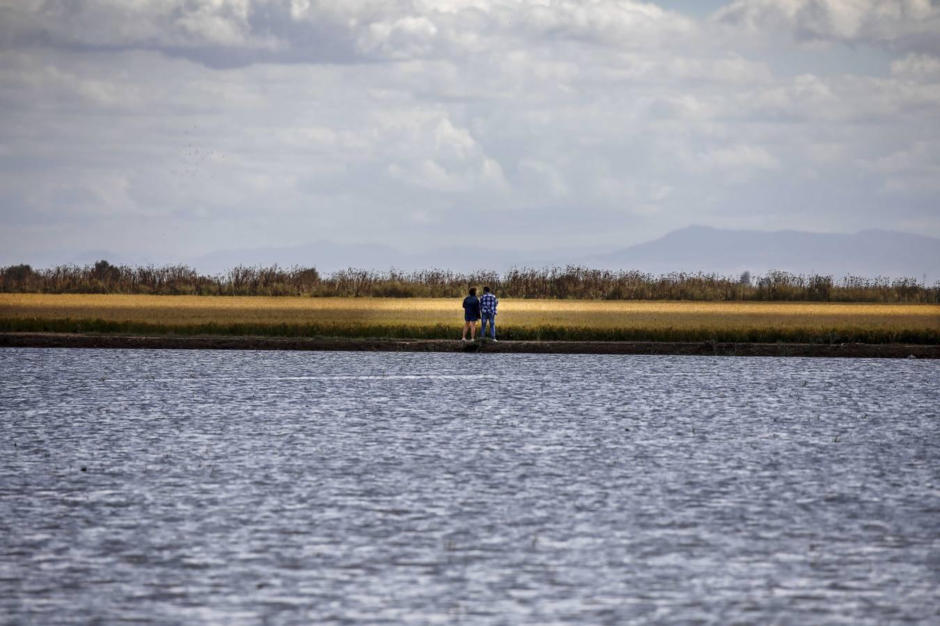 Comienza la siega en los arrozales sevillanos