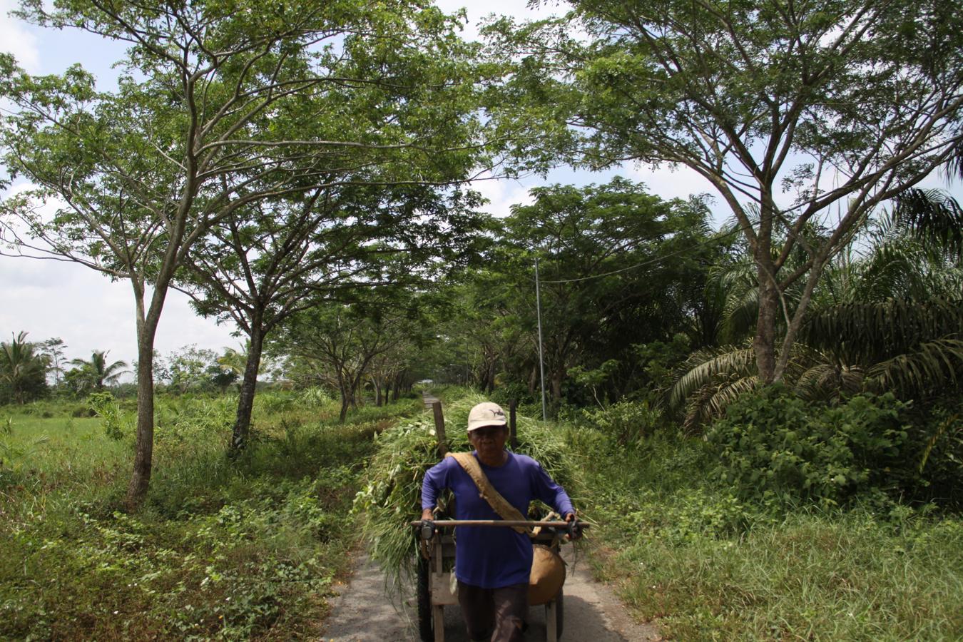 Rupikan, que trabajó en una plantación de aceite de palma y compró tierras para sembrarlas de palmeras, carga hierba para sus vacas en un carro de madera.. 