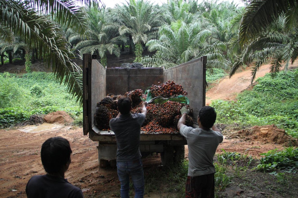 Los racimos y dátiles sueltos son cargados hasta los topes en camiones con capacidad para 7.000 kilos, que deben efectuar siete viajes diarios a las plantaciones para que sus conductores ganen unas 200.000 rupias (11 euros).. 