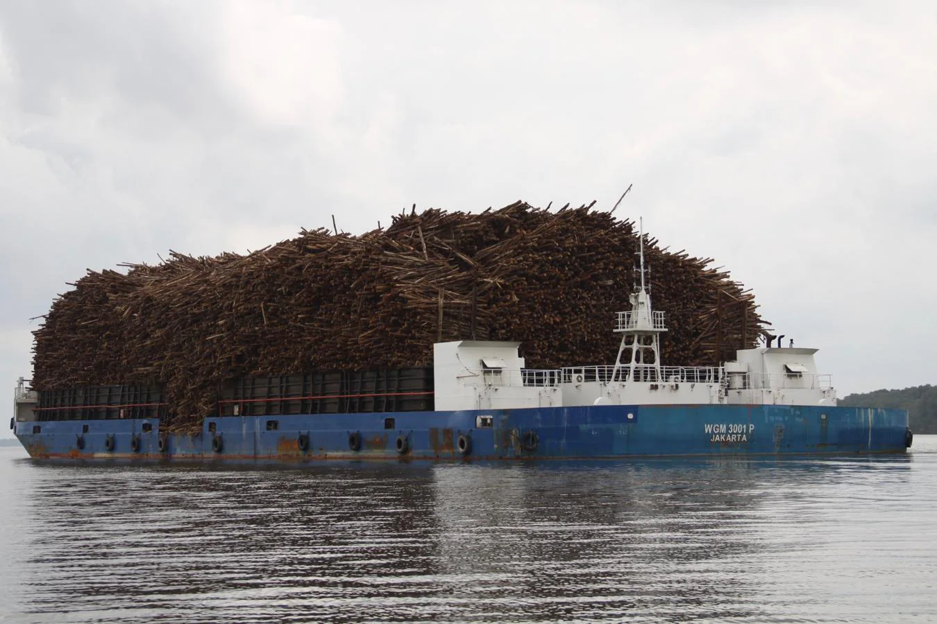 Un anchísimo carguero transporta una montaña de troncos por el río Kumai, junto al parque nacional de Tanjung Puting. Junto a las plantaciones de aceite de palma, la industria maderera y del papel amenazan al medioambiente en Indonesia.. 
