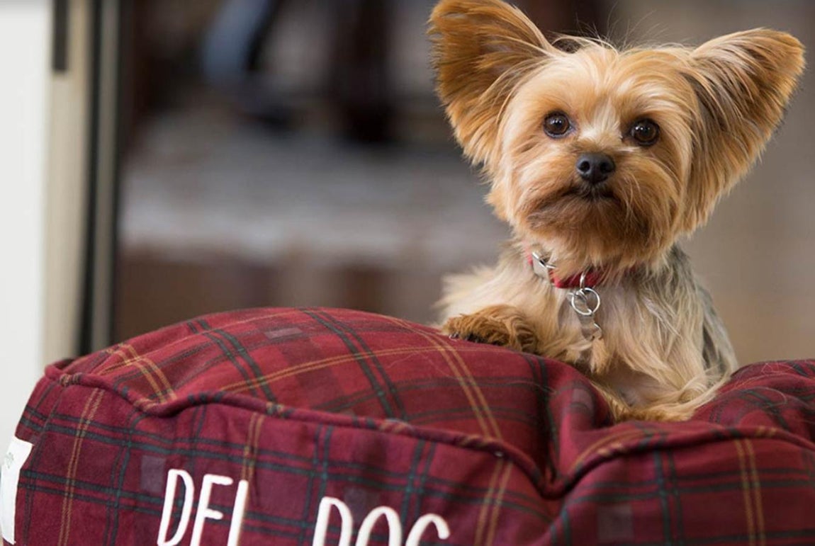 Gatos y perros. 'El Del', como cariñosamente se conoce a este alojamiento, da la bienvenida a mascotas como gatos y perros. Se comprometen con con la seguridad y la comodidad de todos sus huéspedes, mascotas includias. Antes de hacer la reserva hay que informar sobre el peso y la raza.