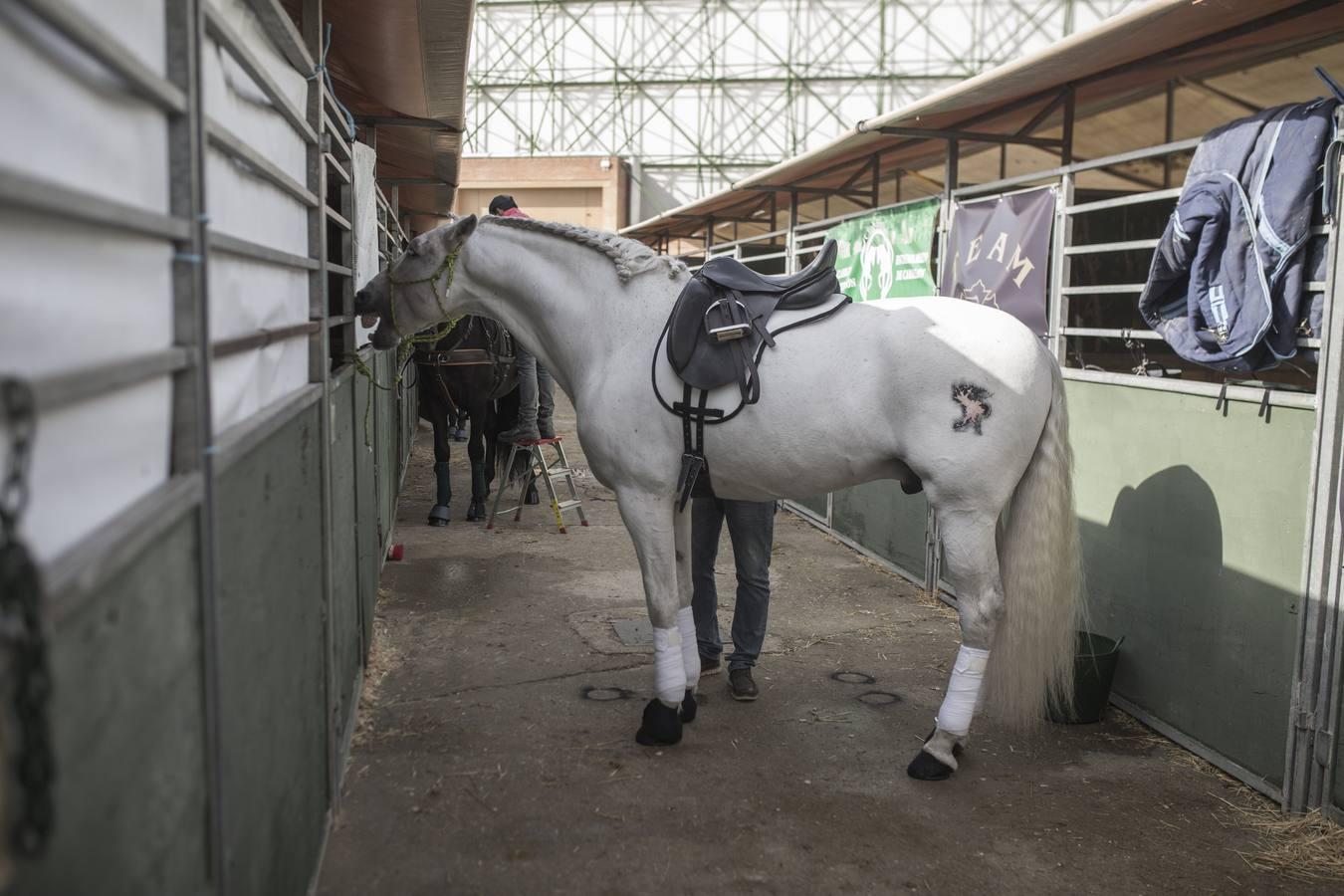 Arranca el Salón Internacional del Caballo