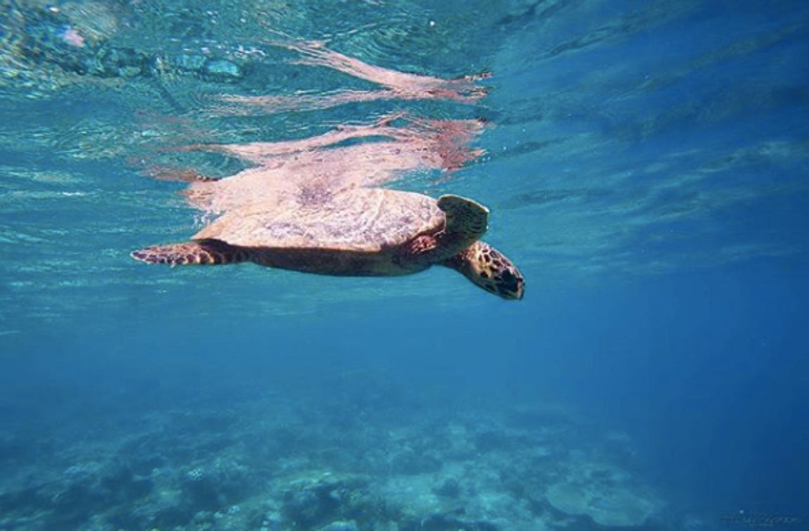Nadar con tortugas y mantas. Una de las excursiones más famosas que presta la isla es hacer snorkel y nadar con mantas y tortugas. ¿Te imaginas tener a estos seres a tu lado en plena libertad?