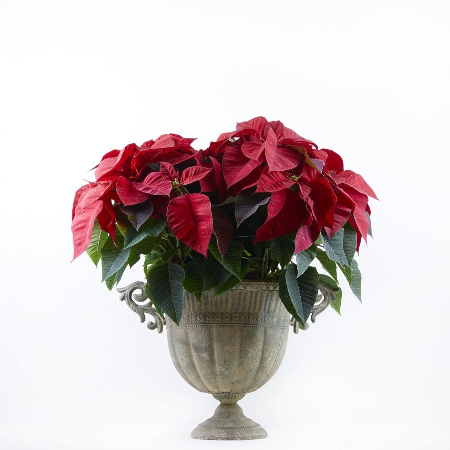 Flor de Pascua. Como cada Navidad, esta planta decora todos los hogares. La Flor de Pascua en copa de zinc envejecido de Brumalis está disponible desde 120 euros.