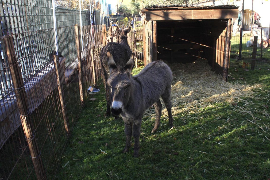 Los típicos animales del nacimiento de la Eurocaja Rural. 