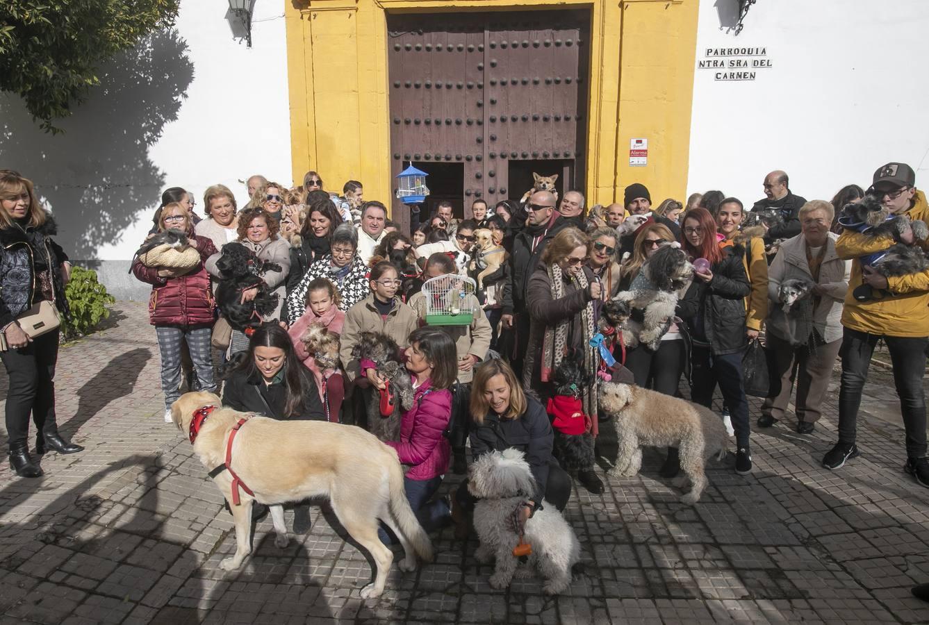 La celebración del día de San Antón en Córdoba