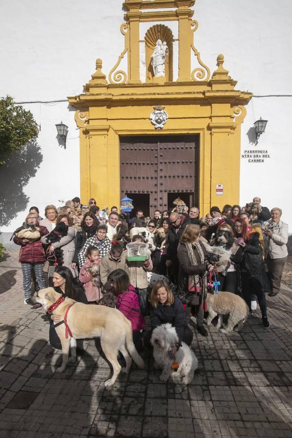 La celebración del día de San Antón en Córdoba