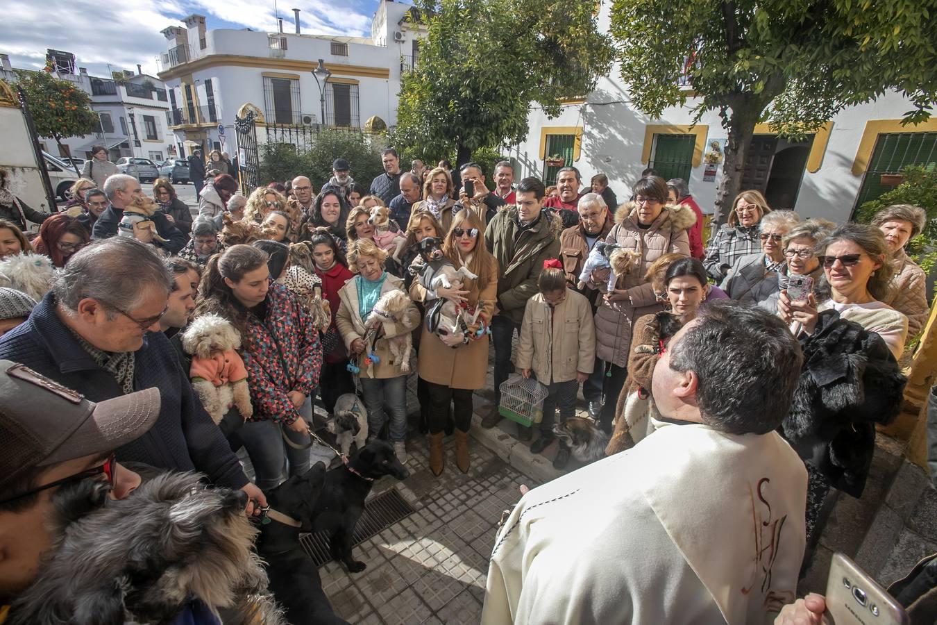 La celebración del día de San Antón en Córdoba