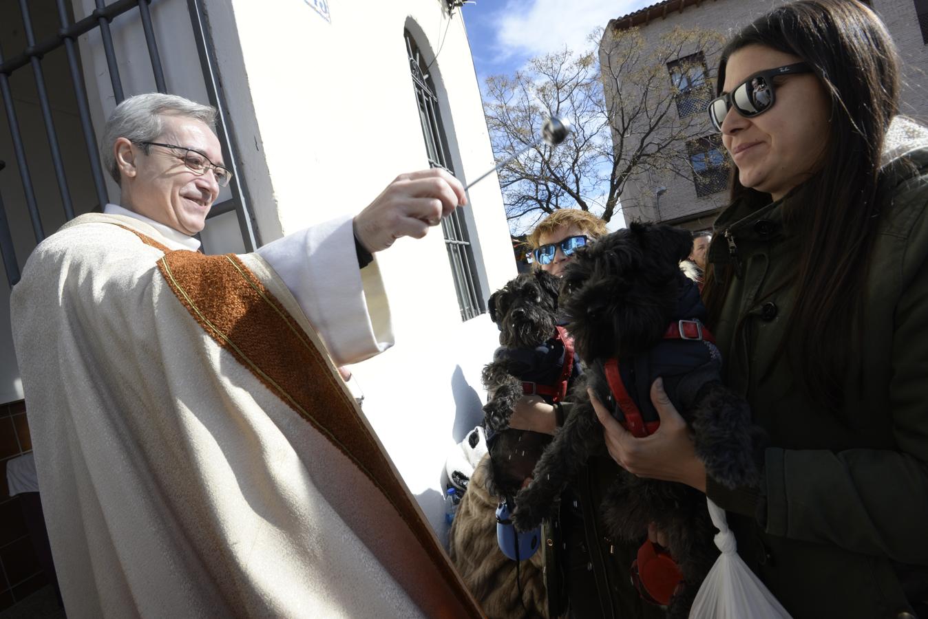 Bendición de animales en la iglesia de san Antón