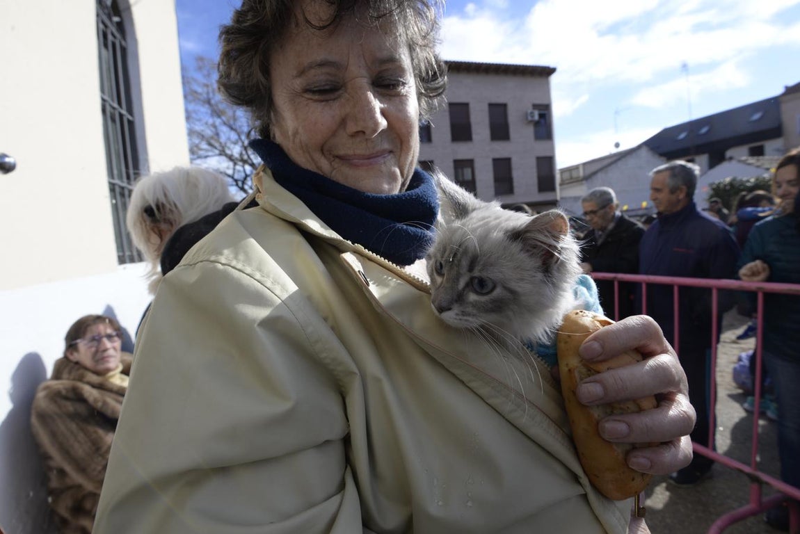 Bendición de animales en la iglesia de san Antón
