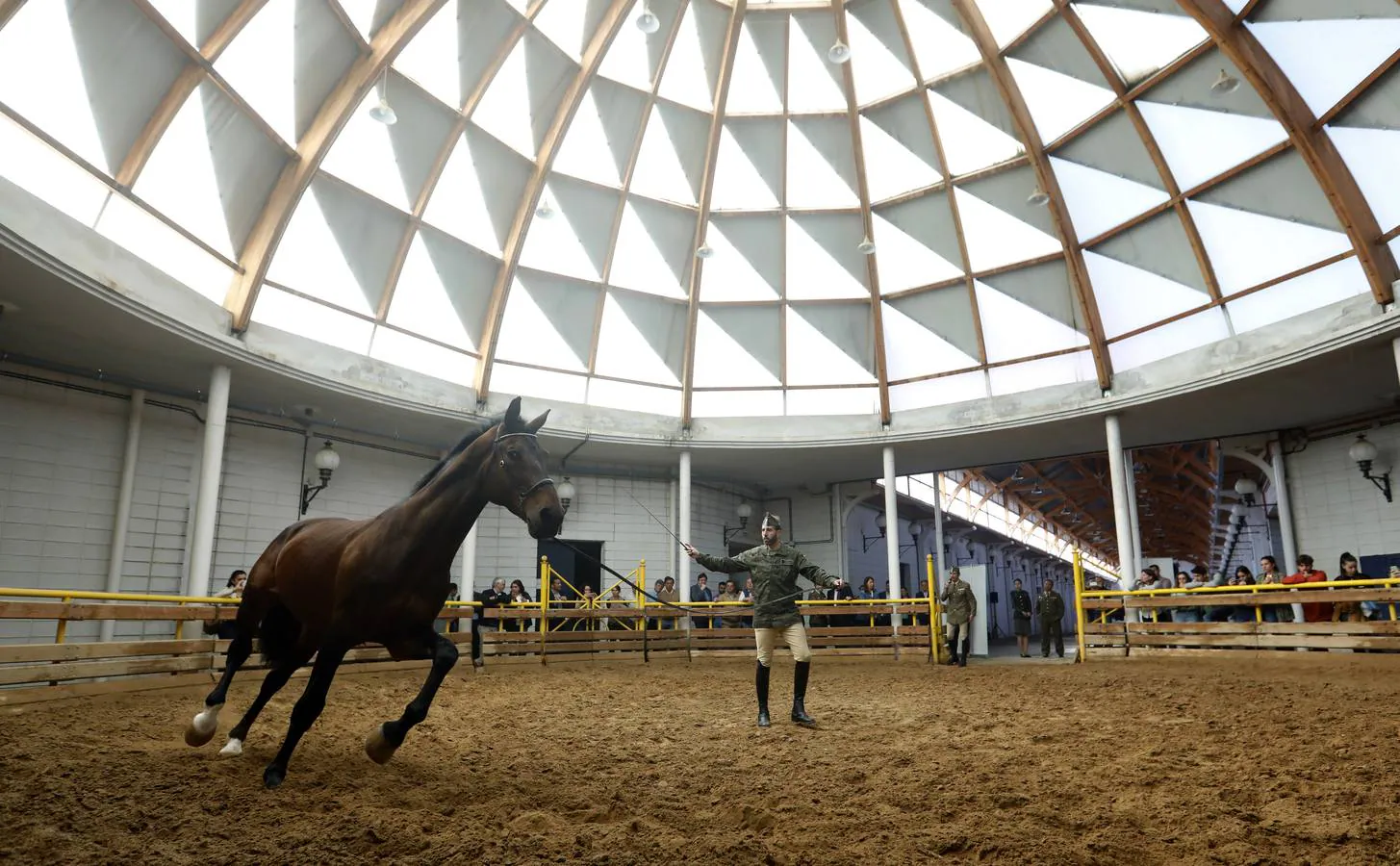 La llegada de caballos sementales de Écija a la Universidad de Córdoba, en imágenes