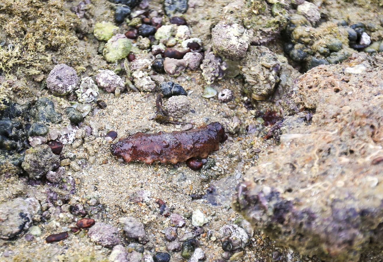 La biodiversidad de La Caleta