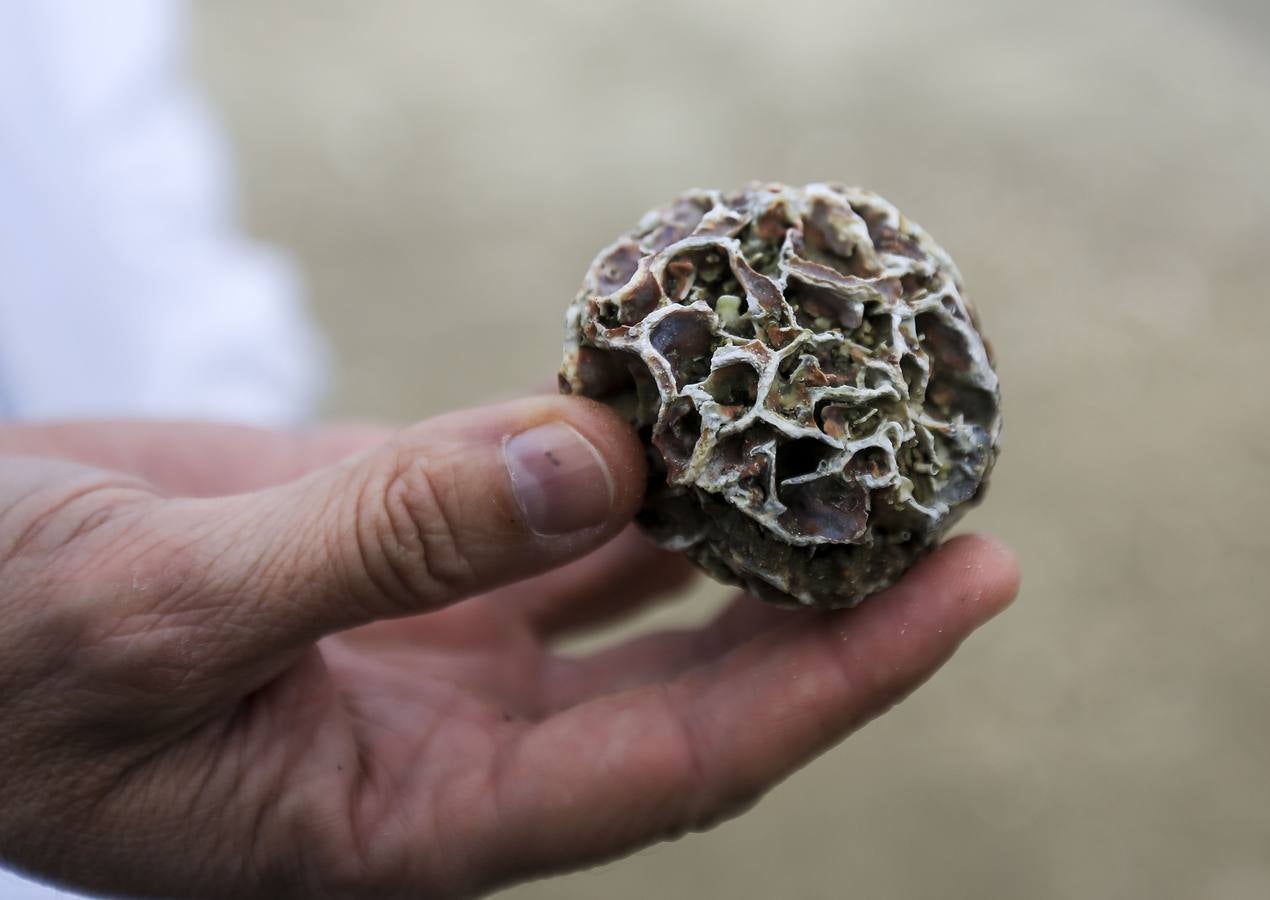 La biodiversidad de La Caleta