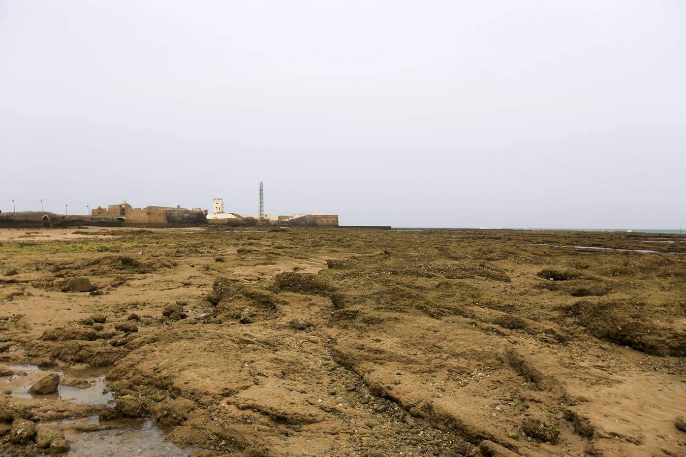 La biodiversidad de La Caleta