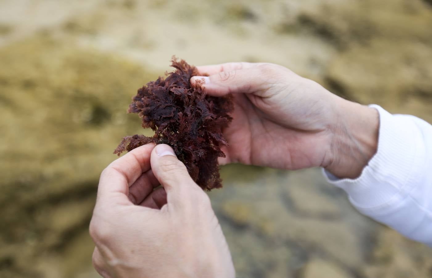 La biodiversidad de La Caleta