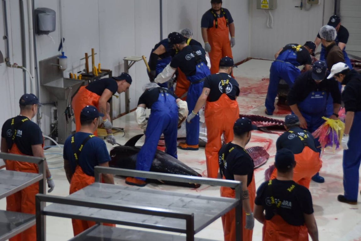 FOTOS: Vuelven los atunes con la primera &#039;levantá&#039; de 2019