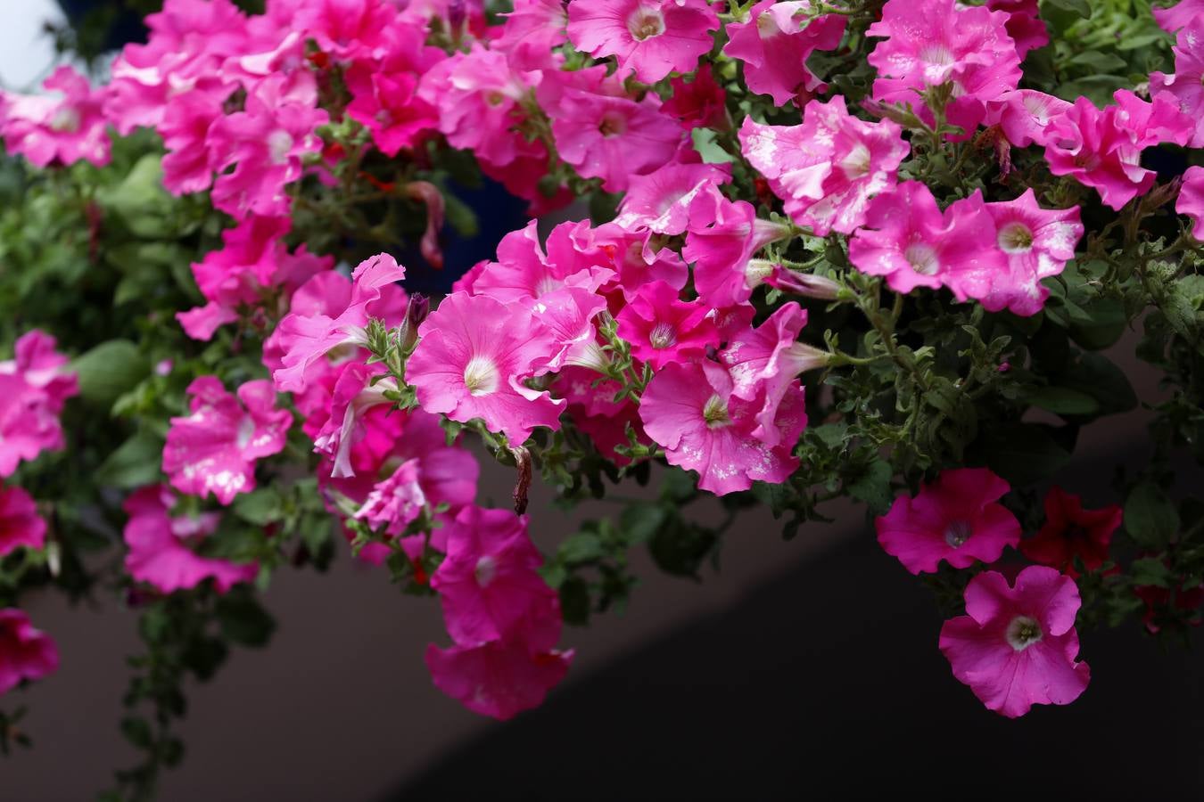 Las flores de los patios de Córdoba, en imágenes