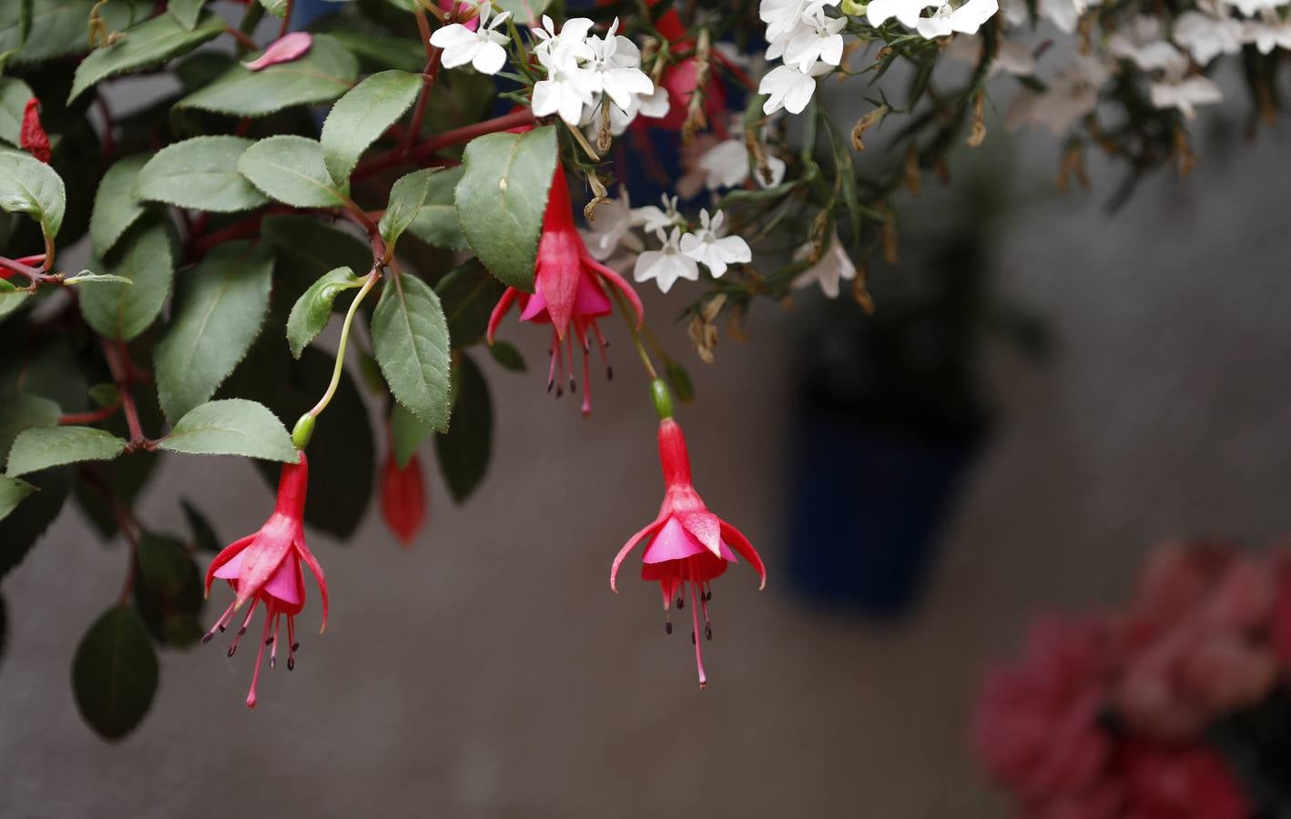 Las flores de los patios de Córdoba, en imágenes