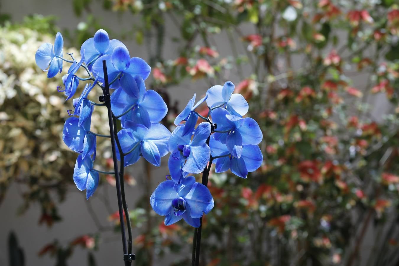 Las flores de los patios de Córdoba, en imágenes