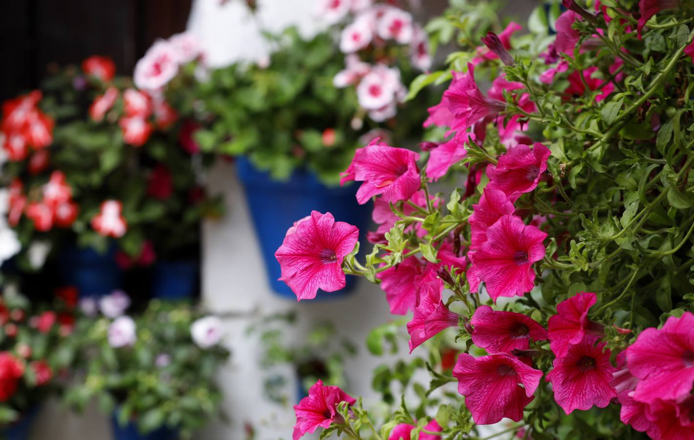 Las flores de los patios de Córdoba, en imágenes
