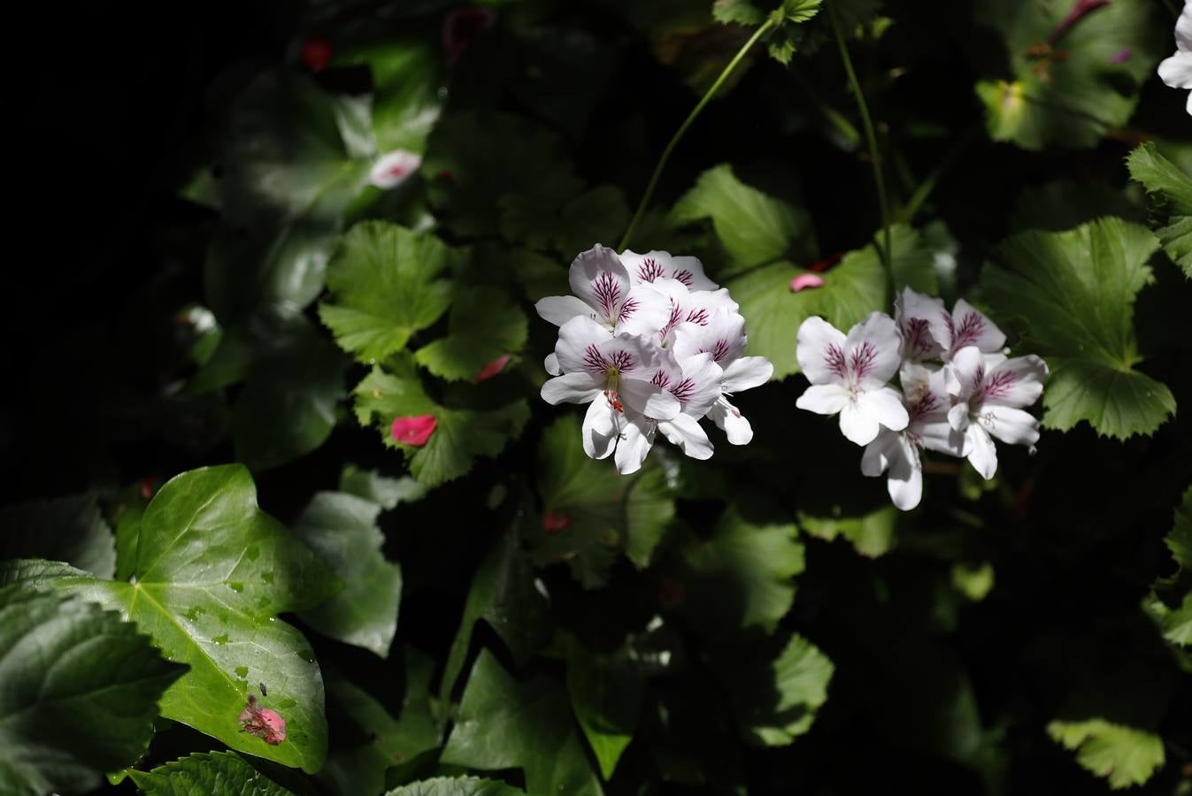 Las flores de los patios de Córdoba, en imágenes