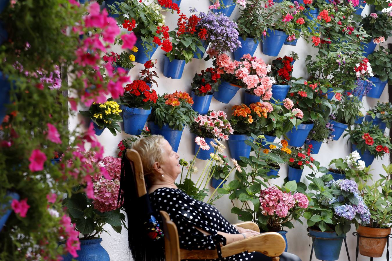 Las flores de los patios de Córdoba, en imágenes