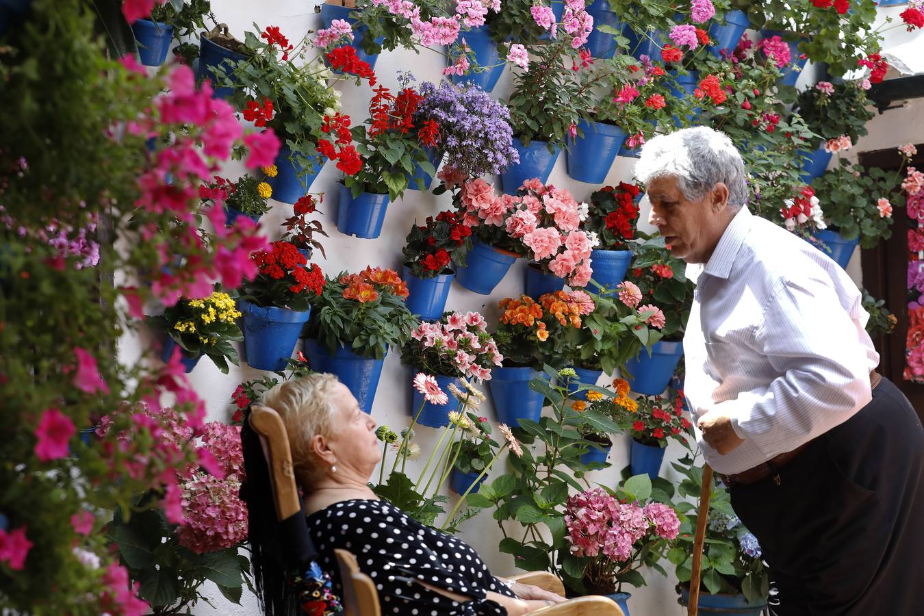 Las flores de los patios de Córdoba, en imágenes