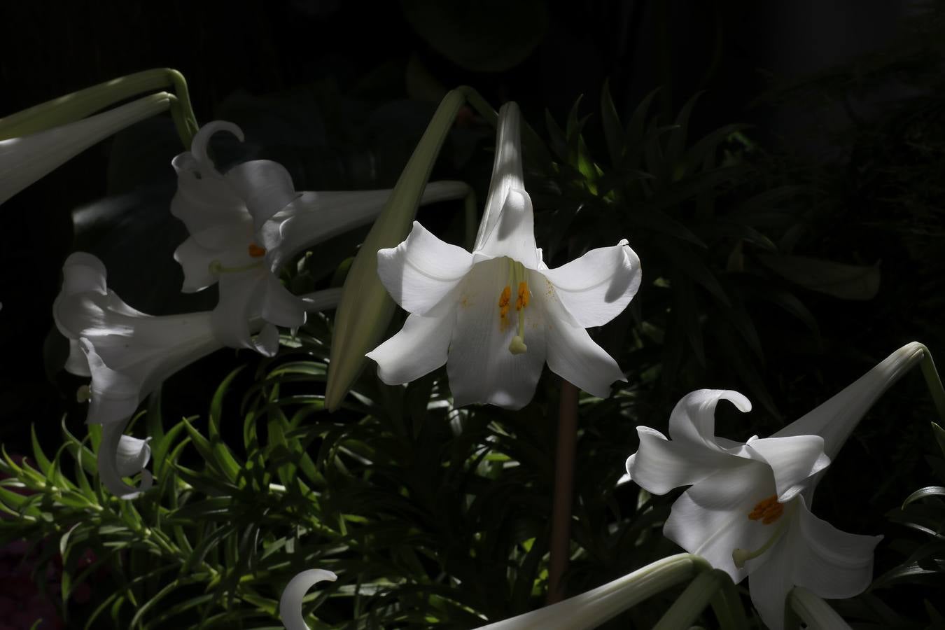 Las flores de los patios de Córdoba, en imágenes