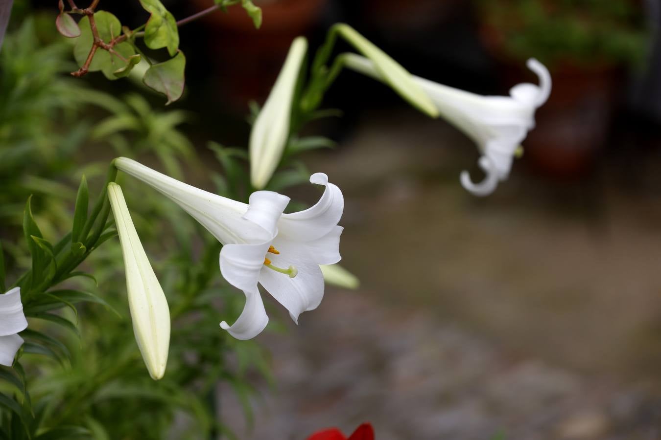 Las flores de los patios de Córdoba, en imágenes