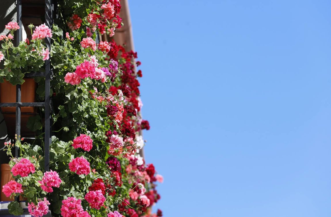 Las rejas y balcones de Córdoba, en imágenes