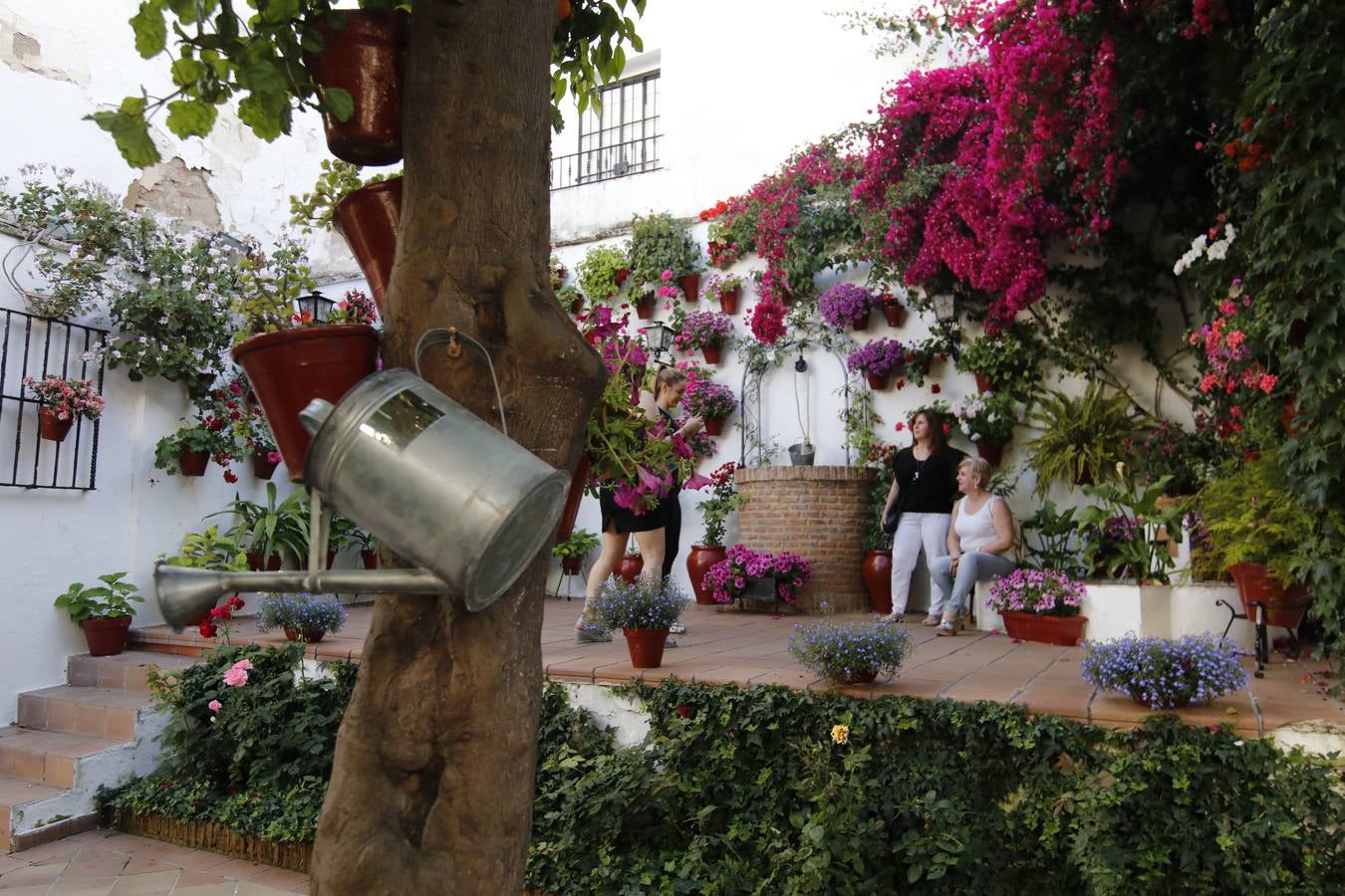 El hechizo de los Patios de Córdoba en Regina y Realejo, en imágenes