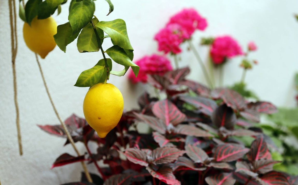El encanto de los Patios de San Francisco y la Judería de Córdoba, en imágenes