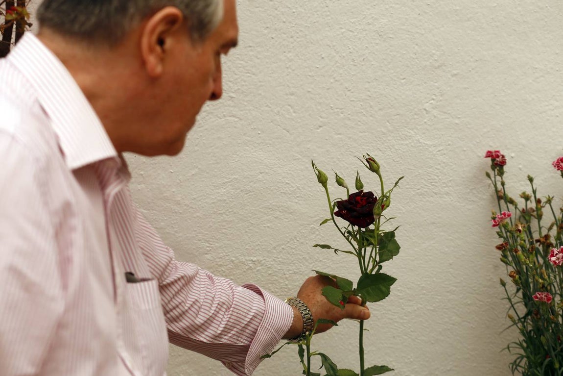 El encanto de los Patios de San Francisco y la Judería de Córdoba, en imágenes