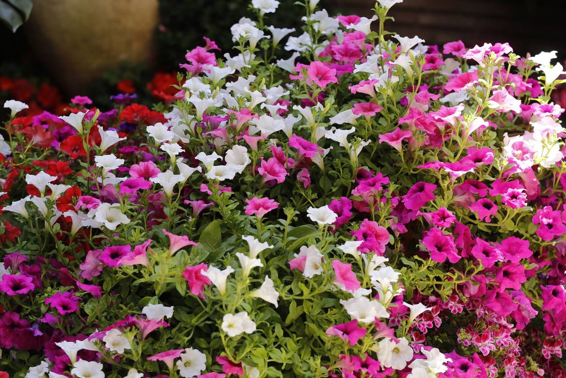 El encanto de los Patios de San Francisco y la Judería de Córdoba, en imágenes