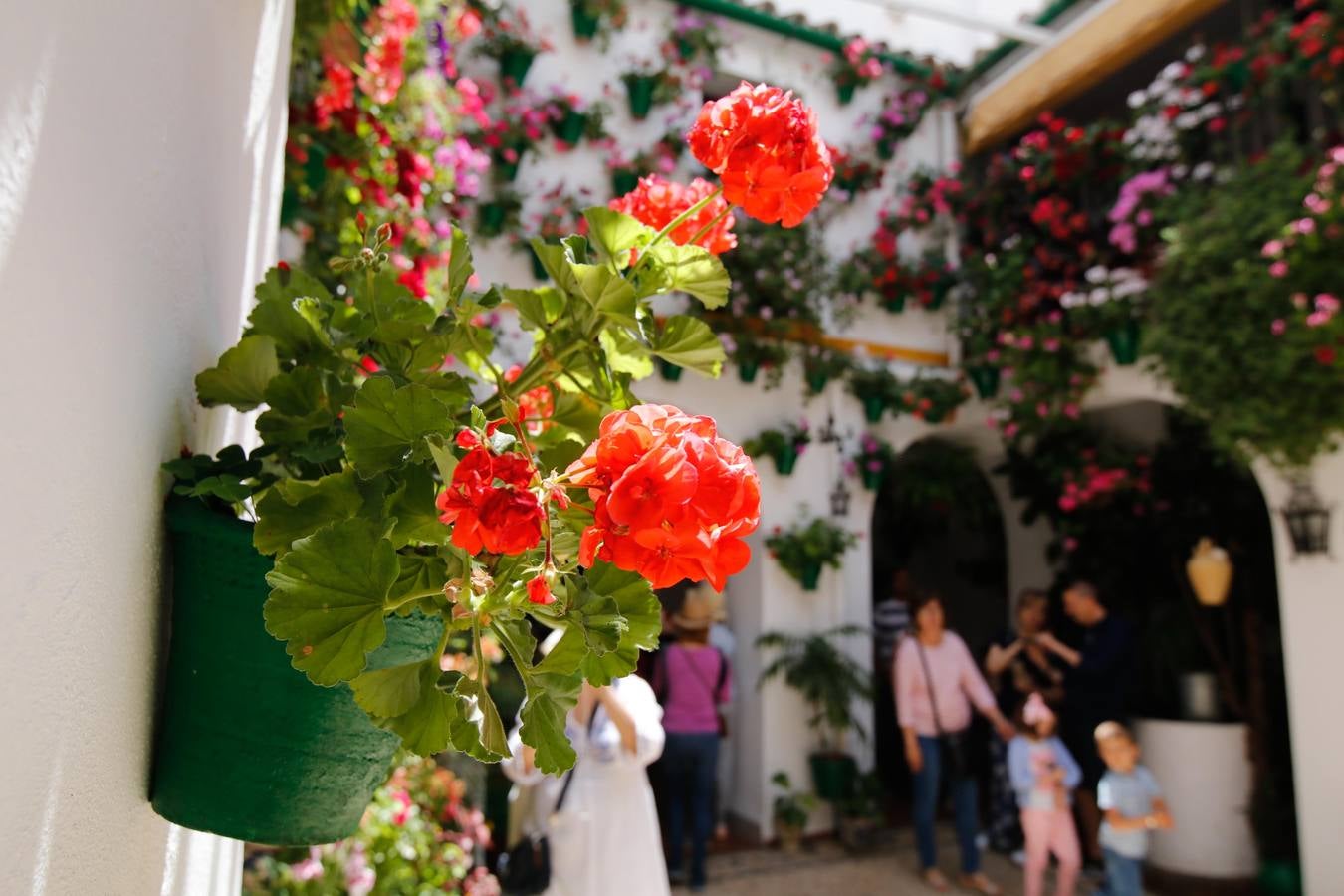 El esplendor de los patios de San Basilio-Alcázar Viejo en Córdoba, en imágenes