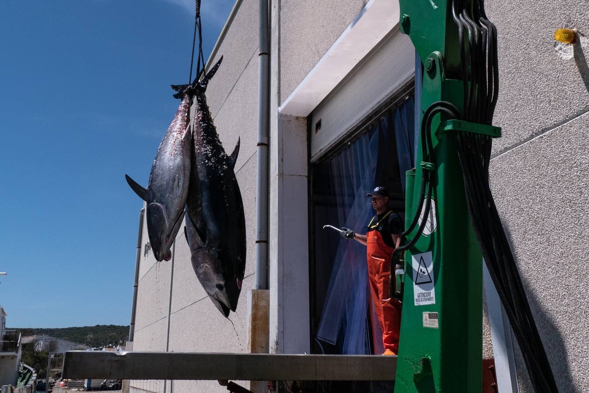 Fotogalería: Los últimos artesanos de las almadrabas