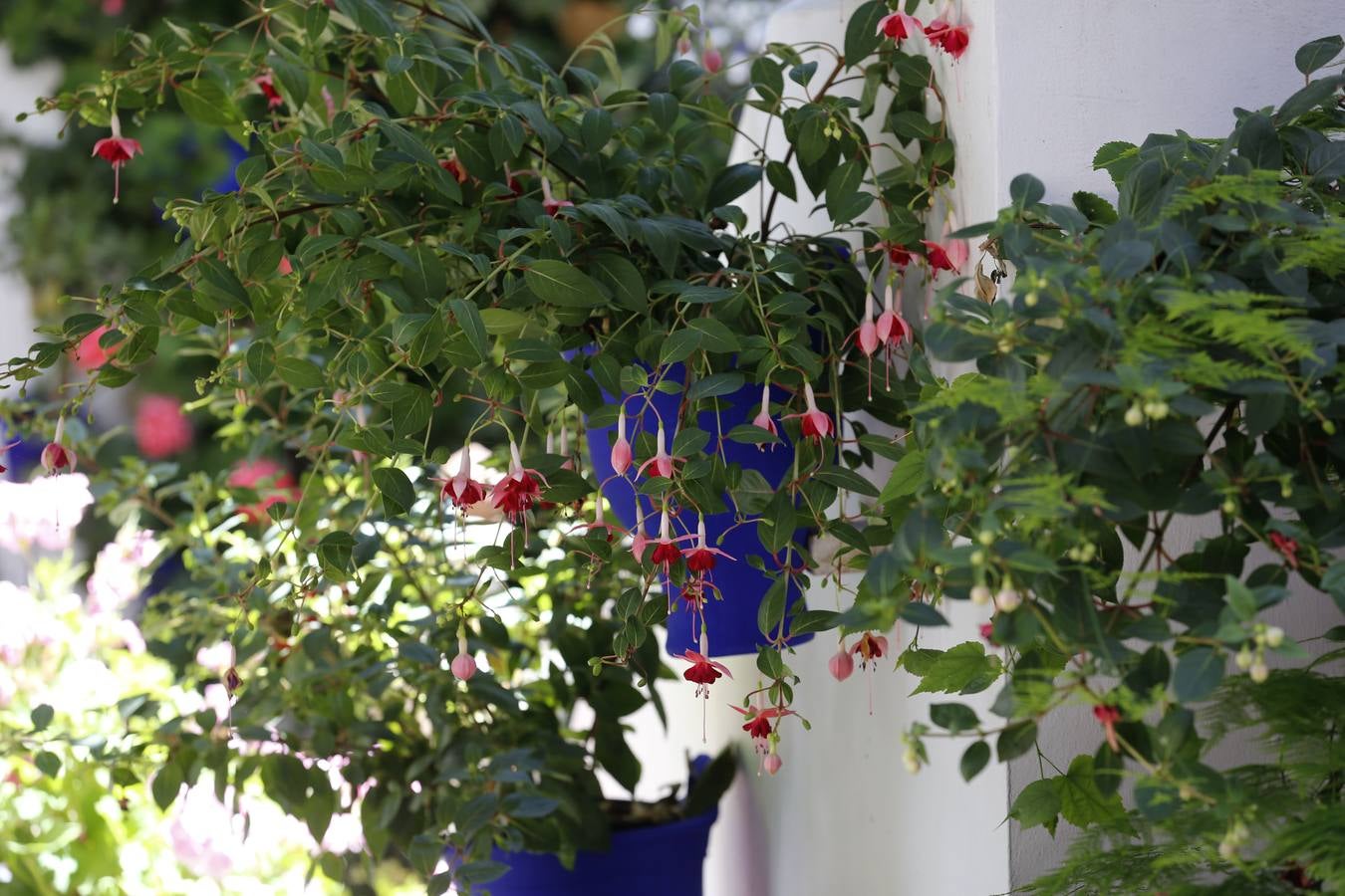 El penúltimo aliento de los Patios de Córdoba