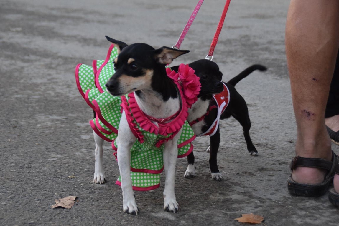 Alumbrado de la Feria de El Puerto