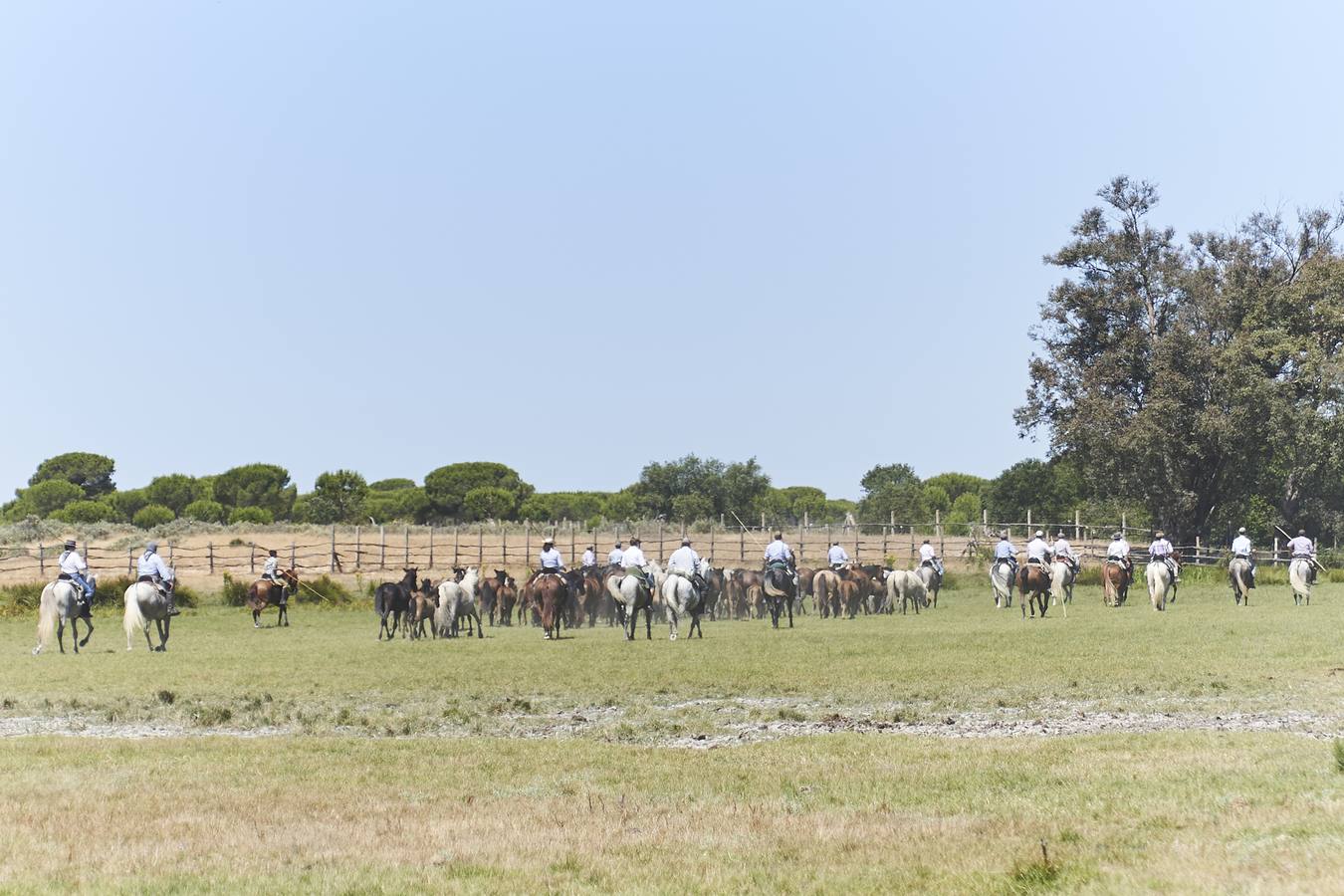 Almonte se prepara para la «Saca de las Yeguas»