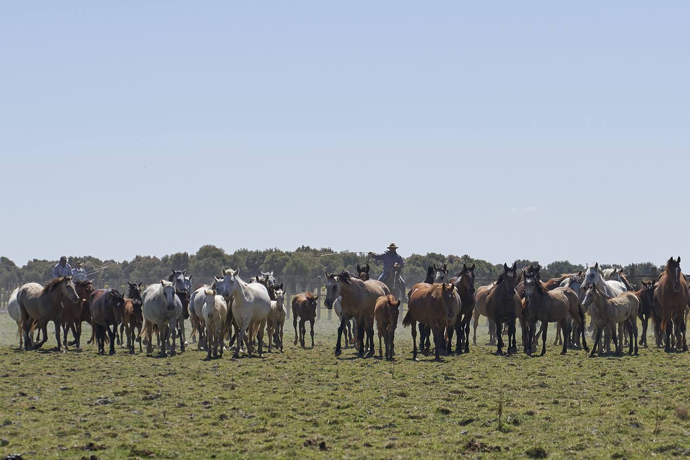 Almonte se prepara para la «Saca de las Yeguas»