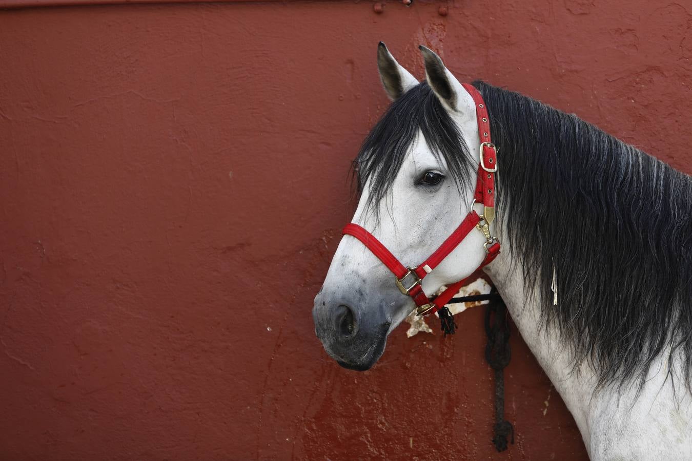 La huerta de Caballerizas Reales, en imágenes